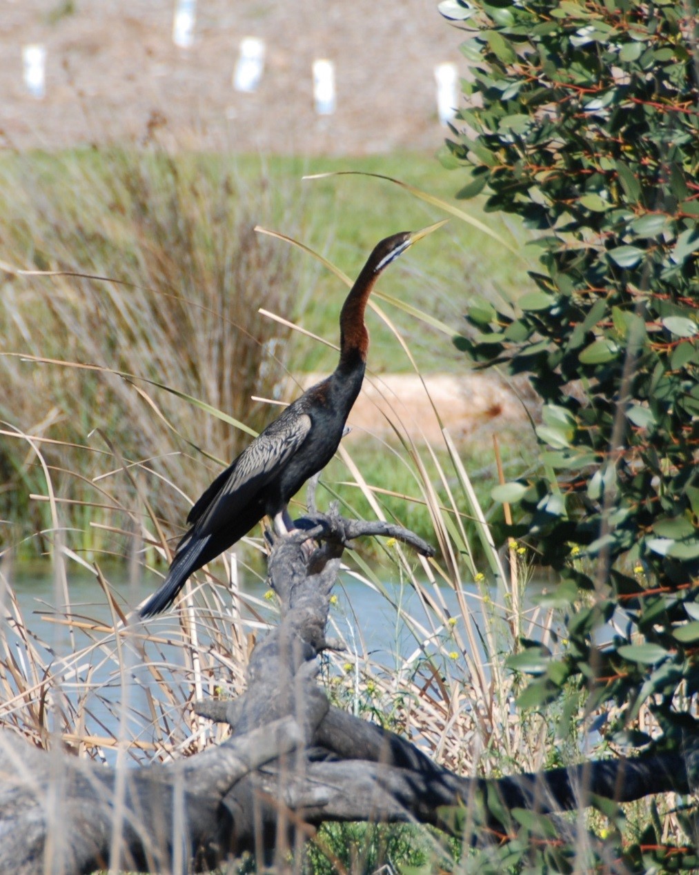 Wetlands Bird image
