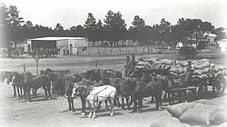 Horse Cart Horse Cart