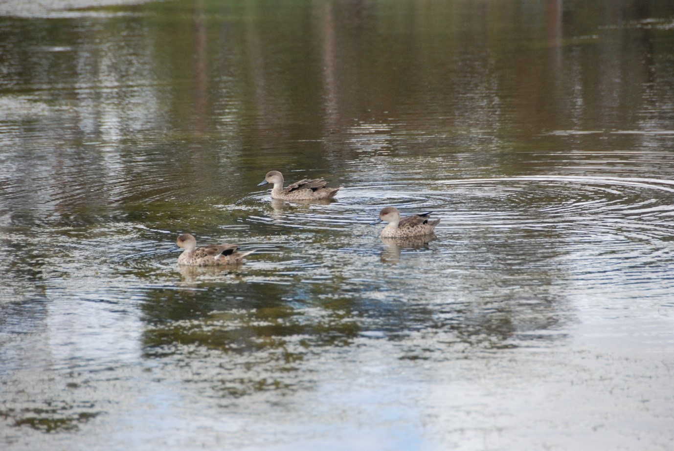 Wetlands Ducks